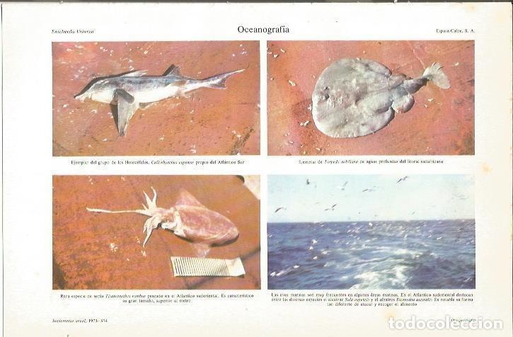 Otros art&iacute;culos de coleccionismo en papel: LAMINA ESPASA 36915: Oceanografia - Varios