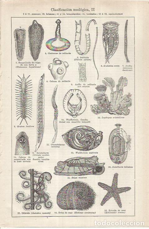Otros art&iacute;culos de coleccionismo en papel: LAMINA ESPASA 37030: Clasificacion zoologica - Varios