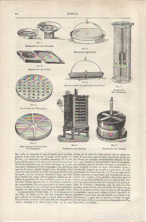 Otros art&iacute;culos de coleccionismo en papel: LAMINA ESPASA 37104: Tipos de germinador - Varios
