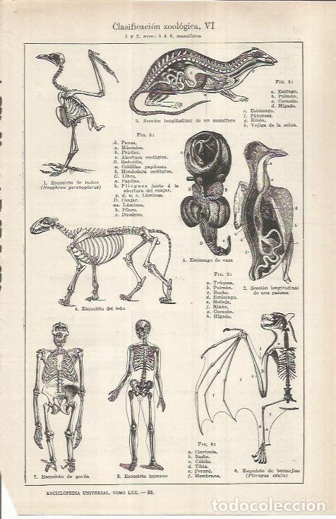 Otros art&iacute;culos de coleccionismo en papel: LAMINA ESPASA 37034: Clasificacion de aves y mamiferos - Varios