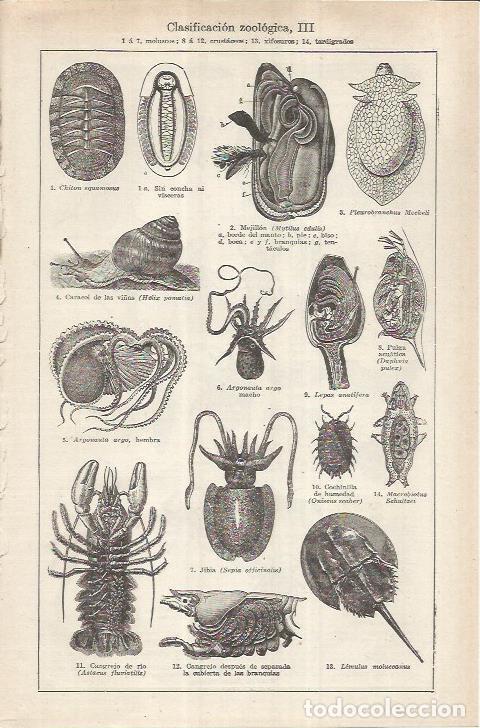 Otros art&iacute;culos de coleccionismo en papel: LAMINA ESPASA 37031: Clases de moluscos y crustaceos - Varios