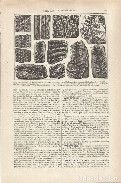 Otros art&iacute;culos de coleccionismo en papel: LAMINA ESPASA 36775: Flora del periodo Westfaliense - Varios