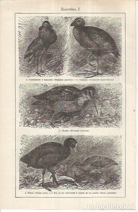 Otros art&iacute;culos de coleccionismo en papel: LAMINA ESPASA 36961: Aves zancudas - Varios