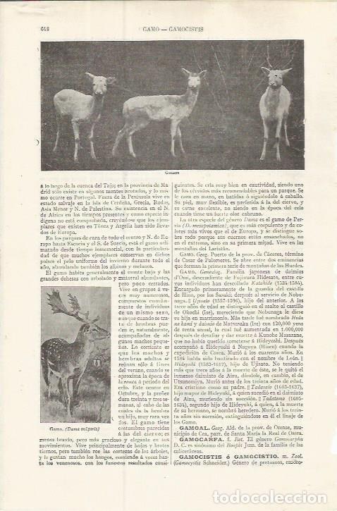 Otros art&iacute;culos de coleccionismo en papel: LAMINA ESPASA 37512: Gamos - Varios