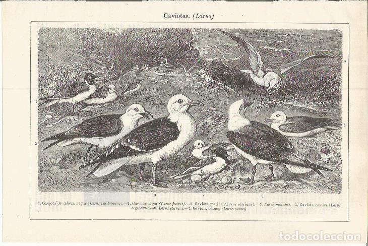 Otros art&iacute;culos de coleccionismo en papel: LAMINA ESPASA 37592: Gaviotas - Varios