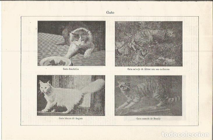 Otros art&iacute;culos de coleccionismo en papel: LAMINA ESPASA 37579: Especies de gato - Varios