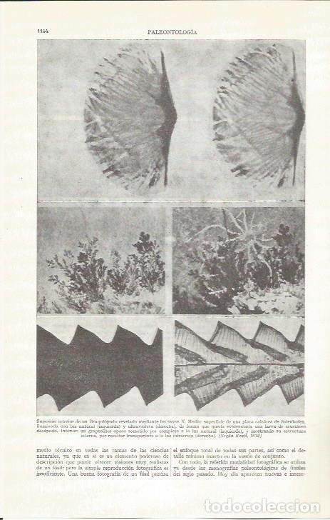Otros art&iacute;culos de coleccionismo en papel: LAMINA ESPASA 37340: Paleontologia - Varios