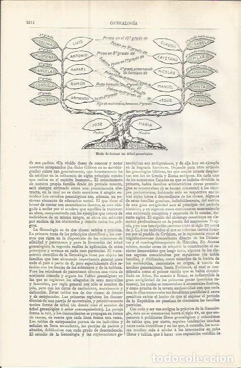 Otros art&iacute;culos de coleccionismo en papel: LAMINA ESPASA 37610: Modelo de arbol genealogico - Varios