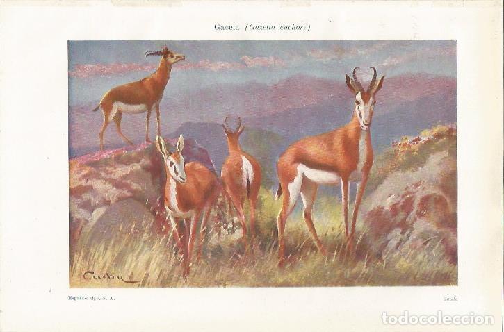 Otros Art&iacute;culos de Coleccionismo en Papel: LAMINA ESPASA 37437: Gazella euchore - Varios