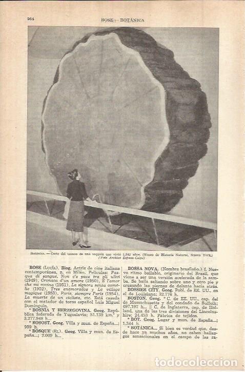 Otros art&iacute;culos de coleccionismo en papel: LAMINA ESPASA 38023: Corte de una sequoia - Varios