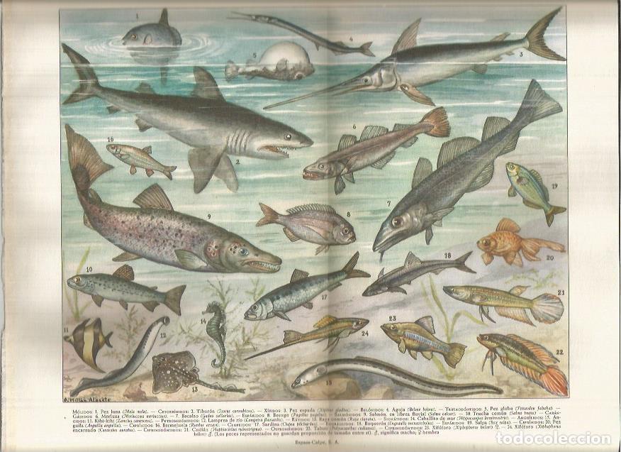 Otros art&iacute;culos de coleccionismo en papel: LAMINA ESPASA 37798: Peces - Varios