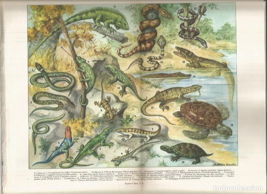 Otros art&iacute;culos de coleccionismo en papel: LAMINA ESPASA 37884: Reptiles - Varios