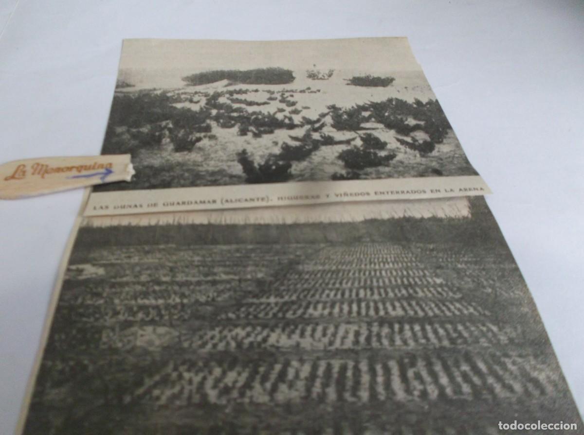 Otros Art&iacute;culos de Coleccionismo en Papel: RECORTES A&Ntilde;O 1905-GUARDAMAR(ALICANTE)LAS DUNAS,VIVERO PINOS,CARRASCO, PI&Ntilde;ONEROS,HIGUERAS Y VI&Ntilde;EDOS