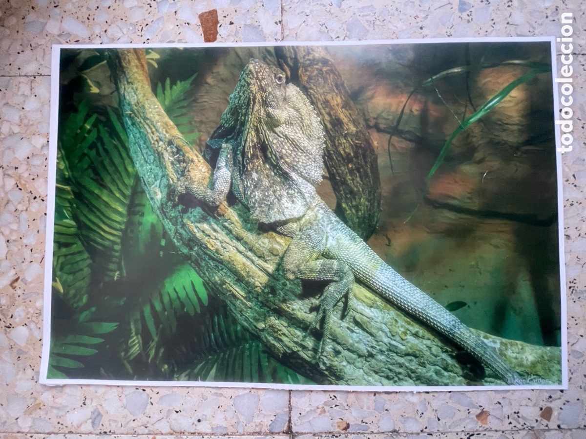 Otros Art&iacute;culos de Coleccionismo en Papel: Foto Animales Draco ( Dragon volador )