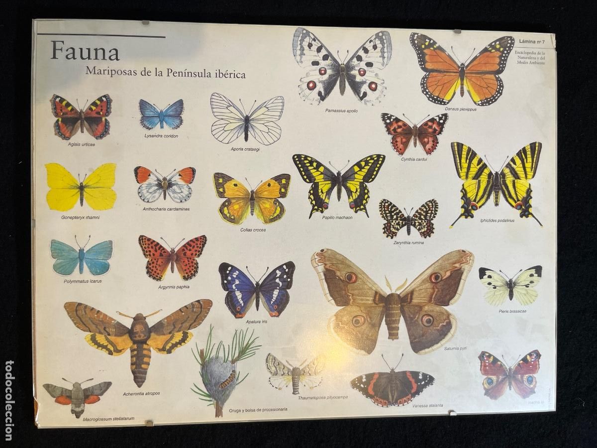 Paper Collecting Others: L&aacute;mina mariposas fauna Pen&iacute;nsula Ib&eacute;rica vintage escolar lepid&oacute;pteros ciencias naturales retro