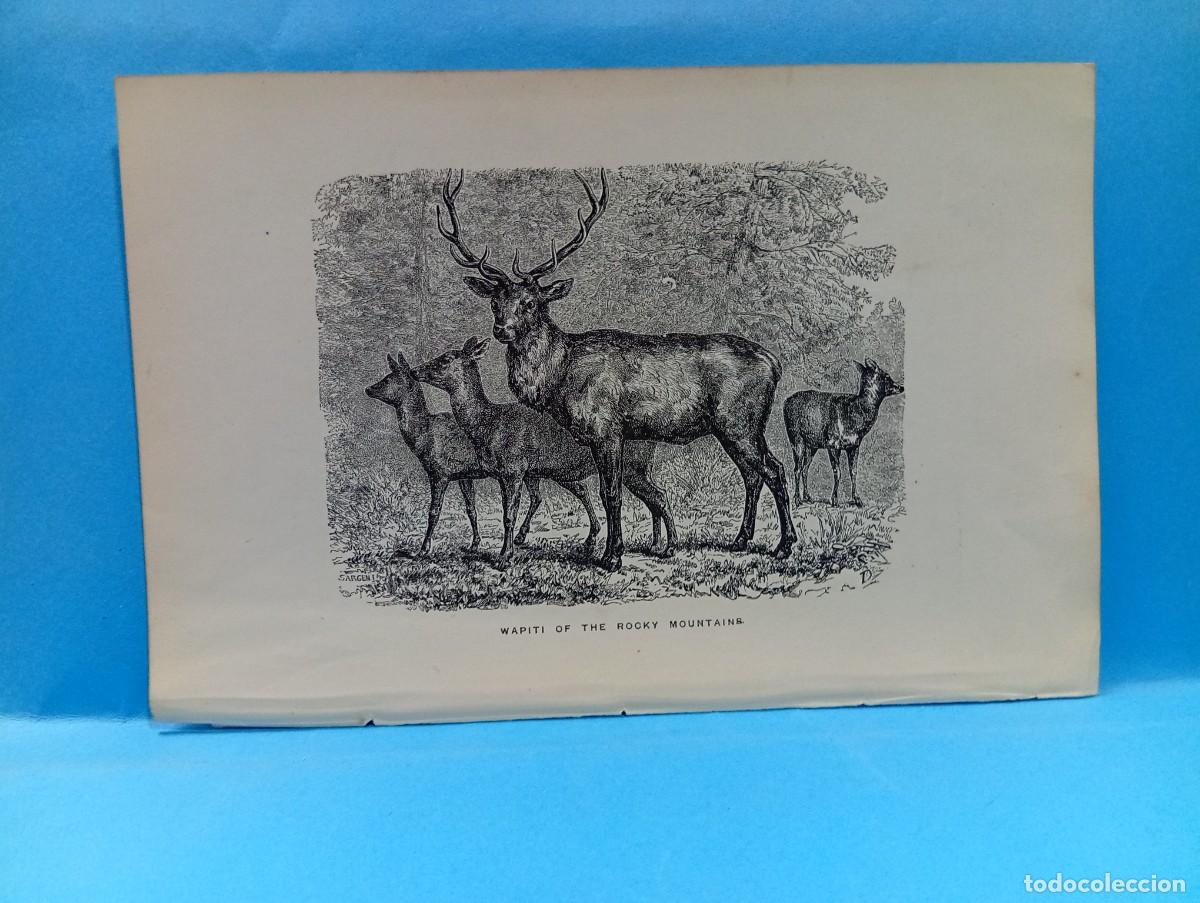 Otros Art&iacute;culos de Coleccionismo en Papel: ILUSTRACION DE LIBROS. MEDIDAS : 18 X 12 CM APROX.