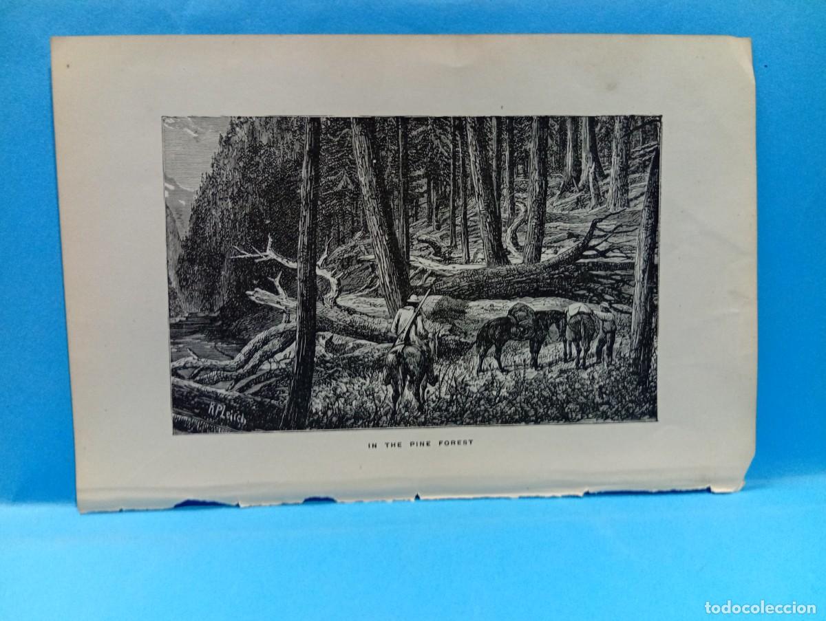 Otros Art&iacute;culos de Coleccionismo en Papel: ILUSTRACION DE LIBROS. MEDIDAS : 18 X 12 CM APROX.