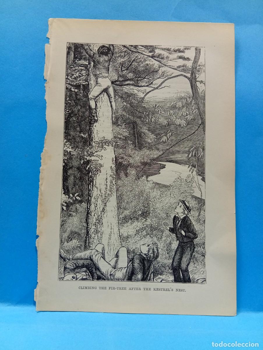 Otros Art&iacute;culos de Coleccionismo en Papel: ILUSTRACION DE LIBROS. MEDIDAS : 18.5 X 12.5 CM APROX.