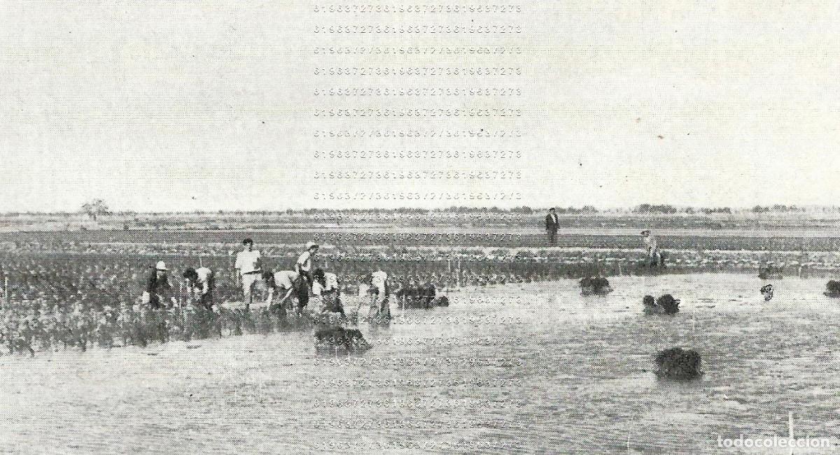 Otros Art&iacute;culos de Coleccionismo en Papel: LA FLOTA SUECA VALENCIA 12X7 CLIPPING MUY ANTIGUO M24