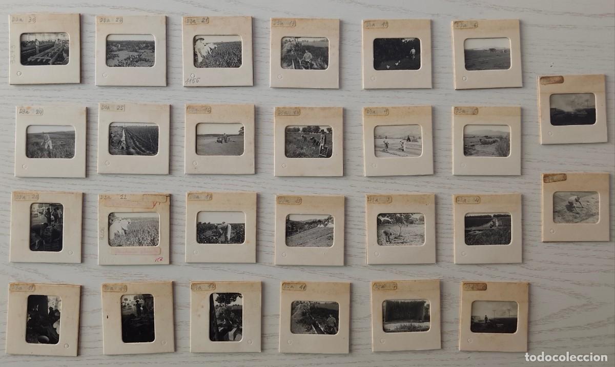 Otros Art&iacute;culos de Coleccionismo en Papel: LOTE DE 26 FOTOGRAF&Iacute;AS EN BLANCO Y NEGRO DE AGRICULTURA EN TAMA&Ntilde;O DIAPOSITIVA - A&Ntilde;OS 70