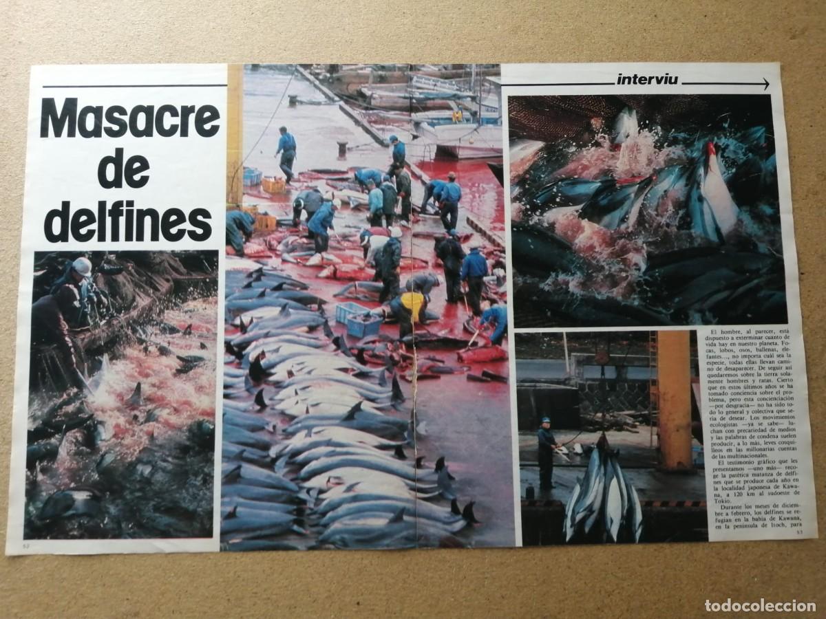 Otros Art&iacute;culos de Coleccionismo en Papel: REPORTAJE. MASACRE DE DELFINES
