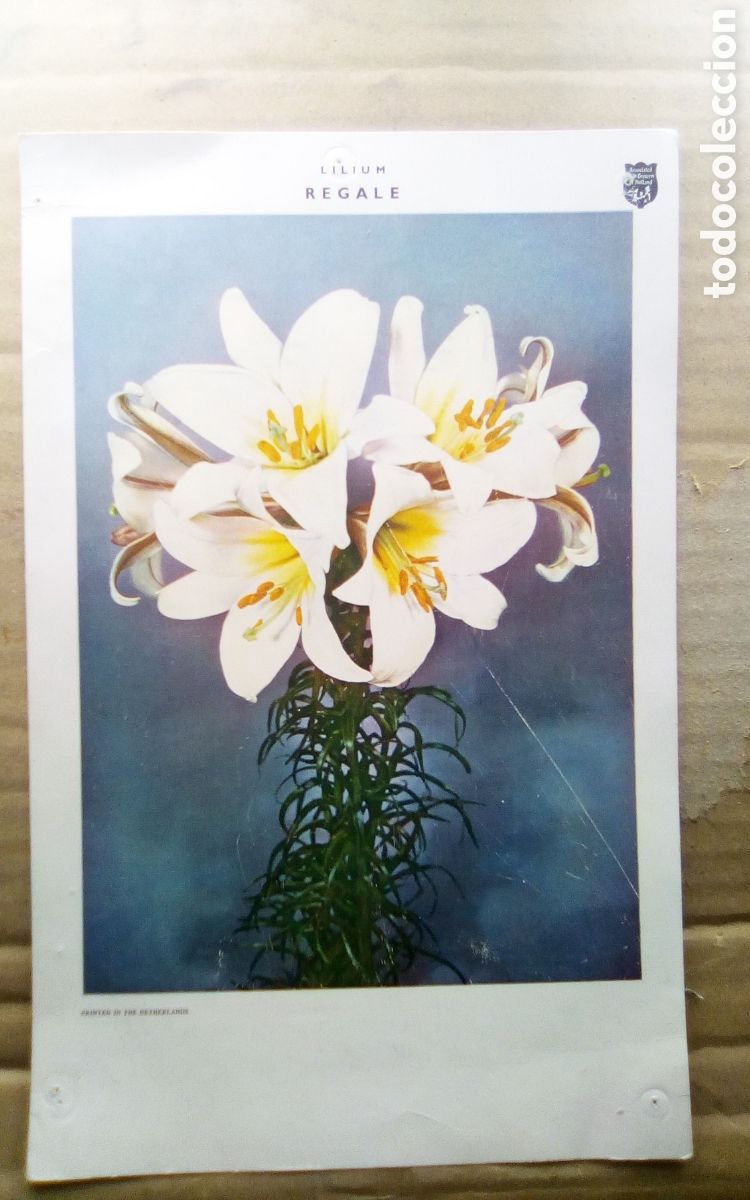 Otros Art&iacute;culos de Coleccionismo en Papel: L&aacute;mina flores Lilium Regale. Printed in The Netherlands. Mide 17 x 27,5 cm., se&ntilde;ales de chinchetas.