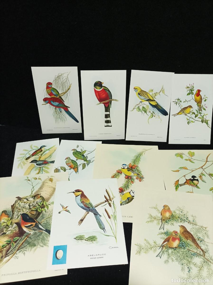 Otros Art&iacute;culos de Coleccionismo en Papel: COLECCION DE 11 LAMINAS DE PAJAROS - PUBLICIDAD MEDICAMENTOS