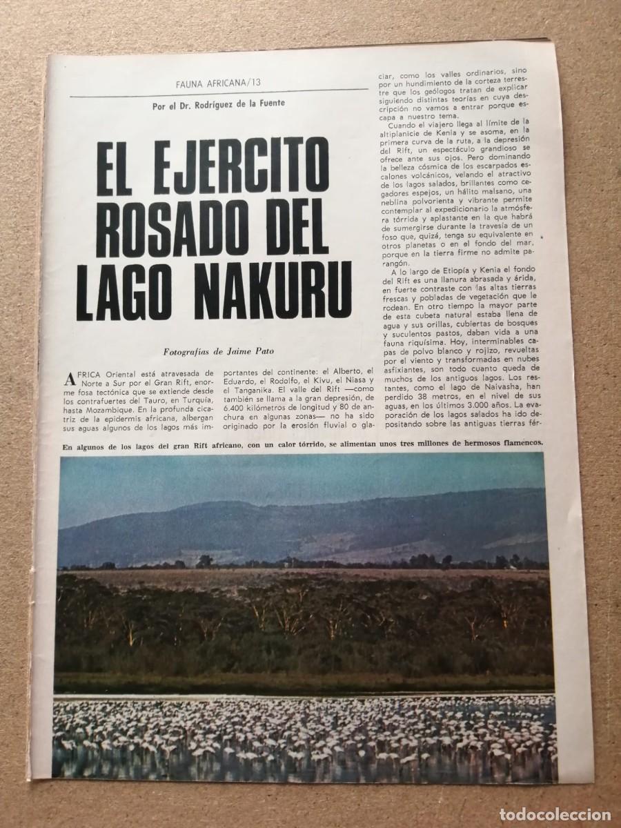 Otros art&iacute;culos de coleccionismo en papel: REPORTAJE. EL EJERCITO ROSADO DEL LAGO NAKURU (FELIX RODRIGUEZ DE LA FUENTE)