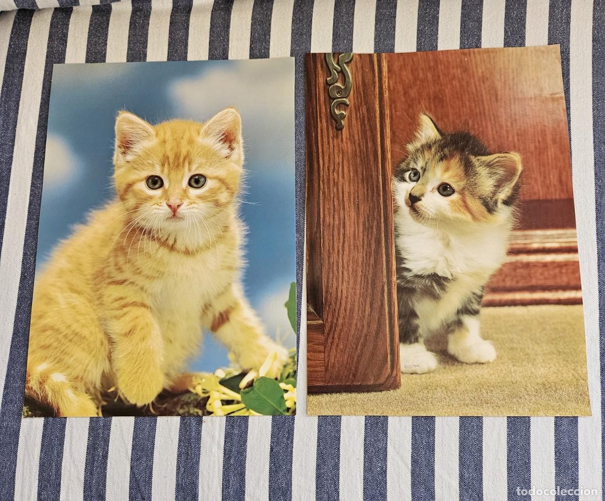 Otros art&iacute;culos de coleccionismo en papel: Antiguo Lote De 2 L&aacute;minas/ Hojas de Calendario De Gatitos Para Enmarcar.