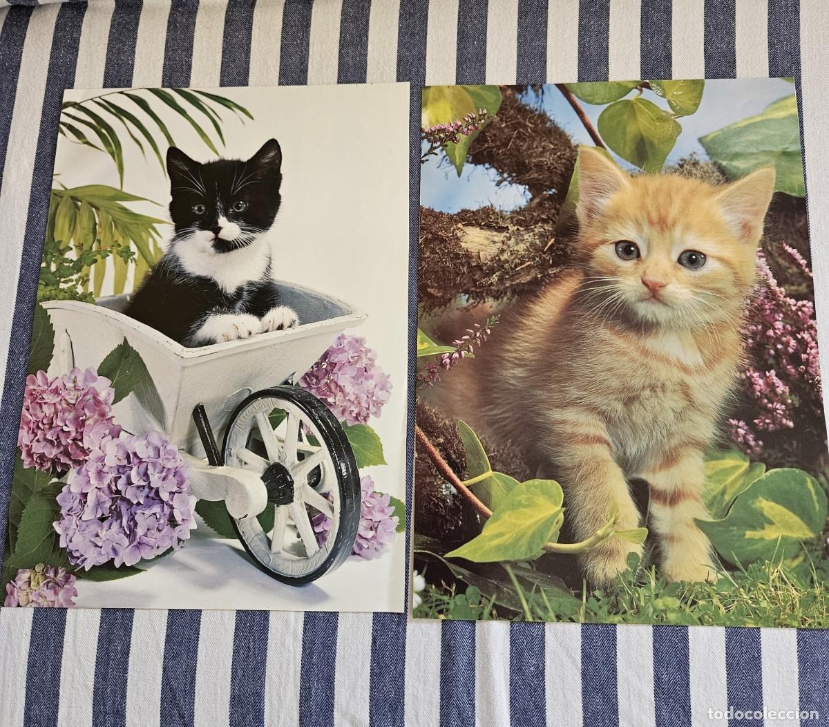 Otros art&iacute;culos de coleccionismo en papel: Antiguo Lote De 2 L&aacute;minas/ Hojas de Calendario De Gatitos Para Enmarcar.