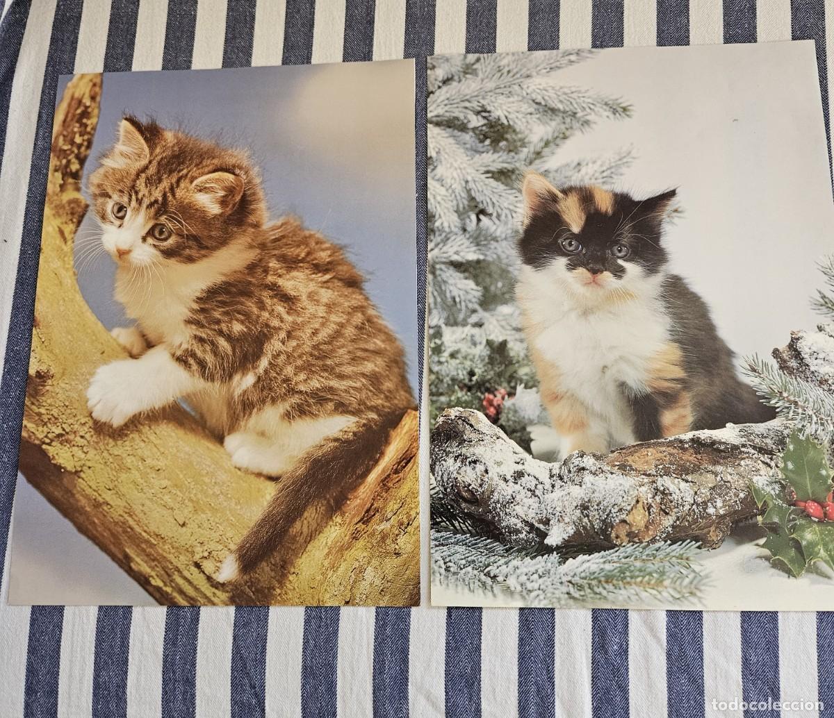 Otros art&iacute;culos de coleccionismo en papel: Antiguo Lote De 2 L&aacute;minas/ Hojas de Calendario De Gatitos Para Enmarcar.