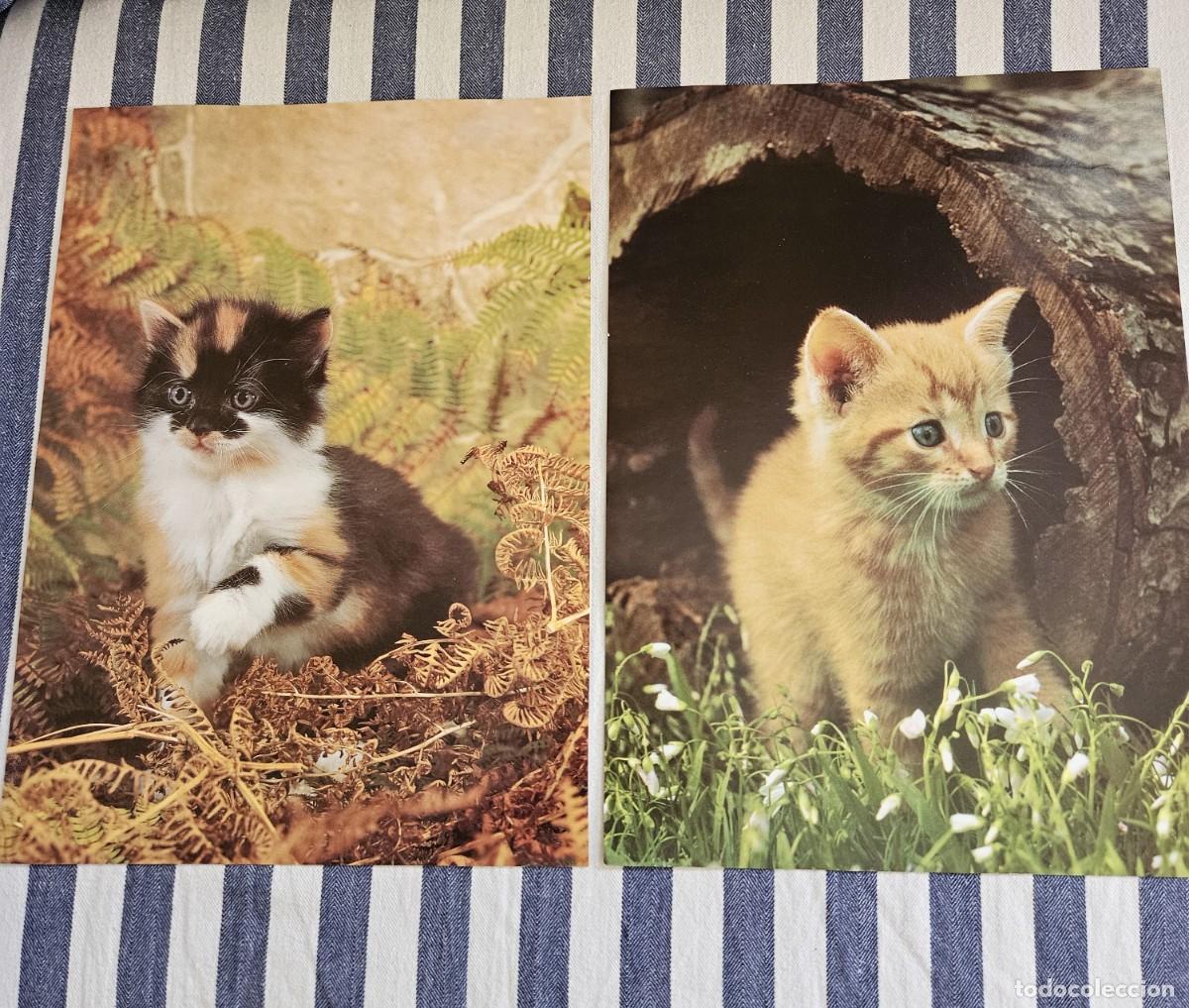 Otros art&iacute;culos de coleccionismo en papel: Antiguo Lote De 2 L&aacute;minas/ Hojas de Calendario De Gatitos Para Enmarcar.