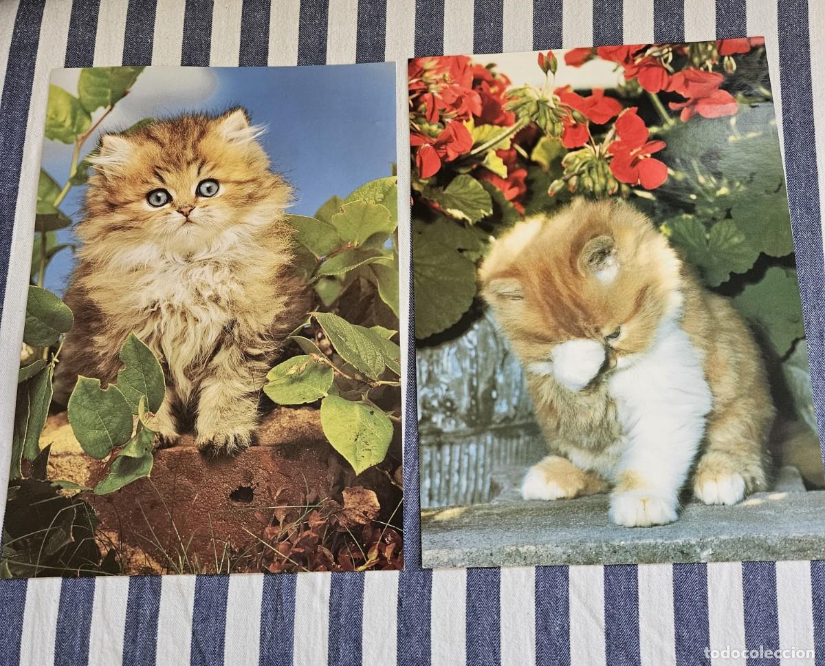 Otros art&iacute;culos de coleccionismo en papel: Antiguo Lote De 2 L&aacute;minas/ Hojas de Calendario De Gatitos Para Enmarcar. De Los A&ntilde;os 80.