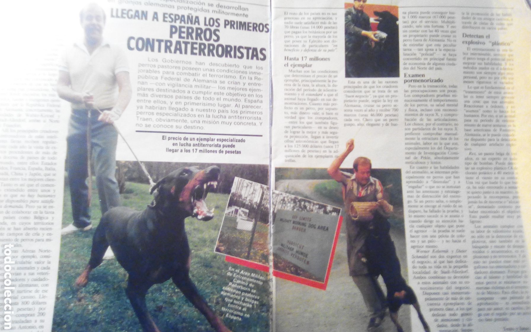 Otros art&iacute;culos de coleccionismo en papel: Llegan a Espa&ntilde;a los primeros perros contraterroristas. Antena semanal. 09-11-1986. Son 2 Hojas.