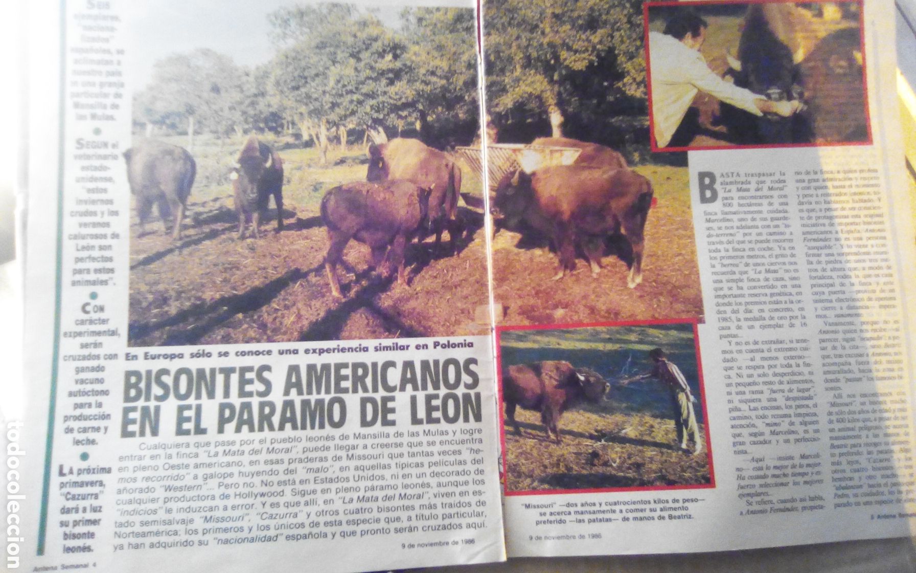 Otros art&iacute;culos de coleccionismo en papel: Bisontes americanos en el p&aacute;ramo de Le&oacute;n. Antena semanal. 09-11-1986. Son 2 Hojas.