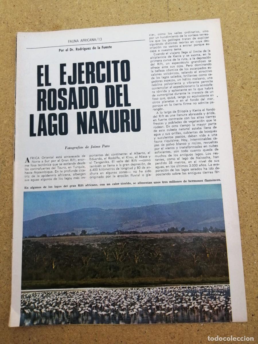 Otros art&iacute;culos de coleccionismo en papel: REPORTAJE RODRIGUEZ DE LA FUENTE. EL EJERCITO ROSADO DEL LAGO NAKURU