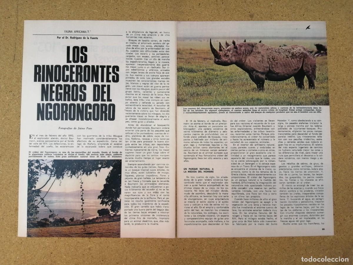 Otros art&iacute;culos de coleccionismo en papel: REPORTAJE RODRIGUEZ DE LA FUENTE. LOS RINOCERONTES NEGROS DEL NGORONGORO