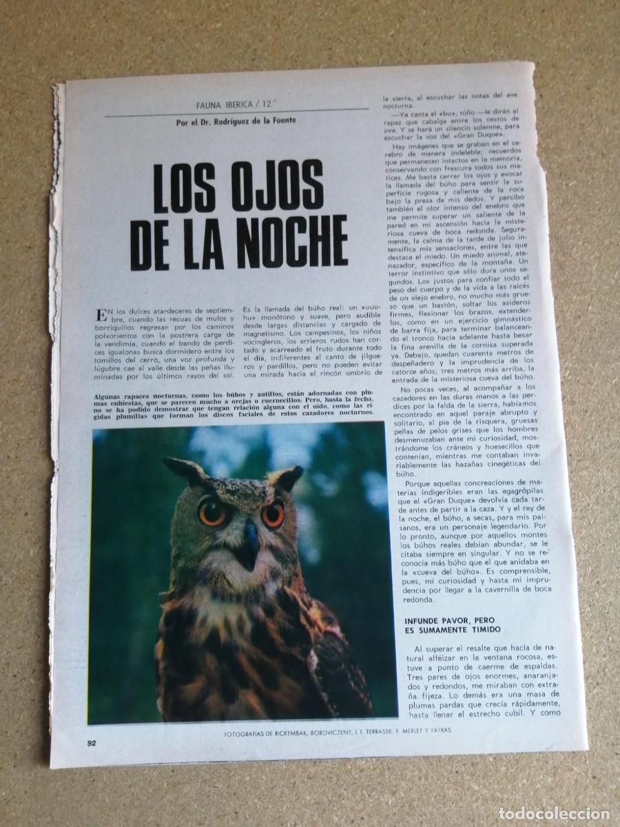 Otros art&iacute;culos de coleccionismo en papel: REPORTAJE RODRIGUEZ DE LA FUENTE. LOS OJOS DE LA NOCHE