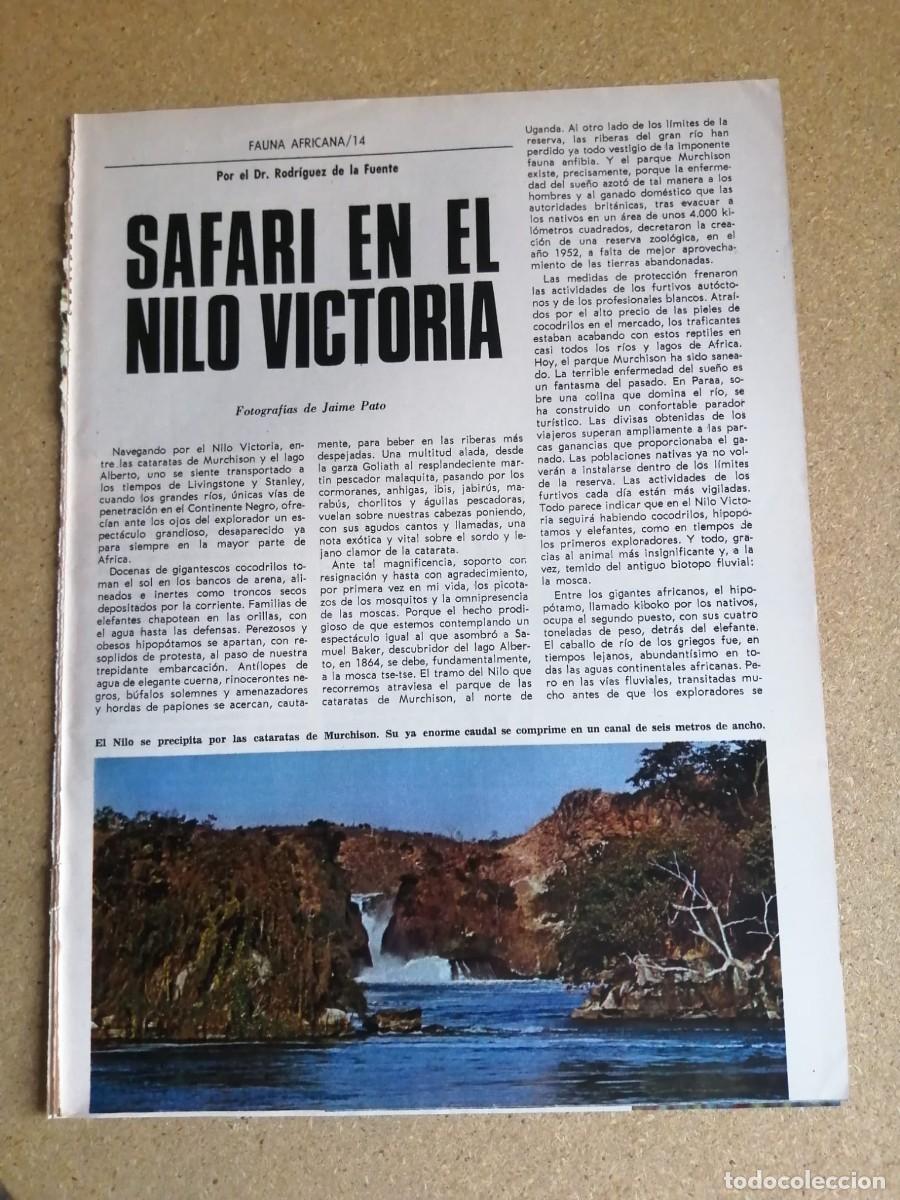 Otros art&iacute;culos de coleccionismo en papel: REPORTAJE RODRIGUEZ DE LA FUENTE. SAFARI EN EL NILO VICTORIA