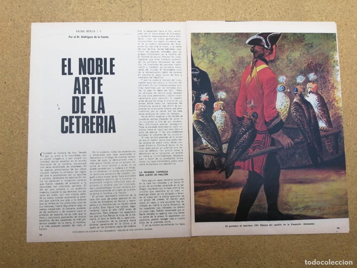 Otros art&iacute;culos de coleccionismo en papel: REPORTAJE. FELIX RODRIGUEZ DE LA FUENTE, EL NOBLE ARTE DE LA CETRERIA