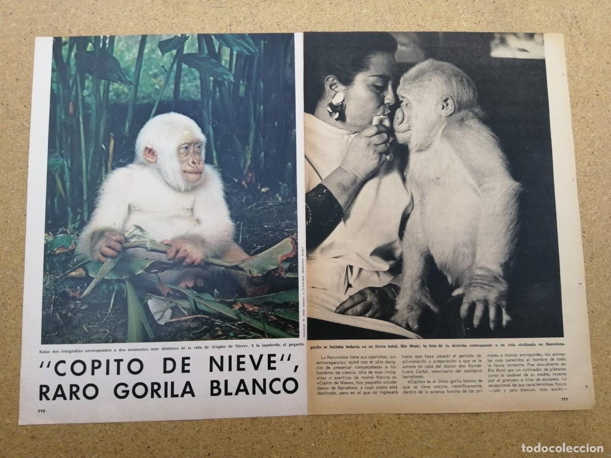 Otros art&iacute;culos de coleccionismo en papel: REPORTAJE. COPITO DE NIEVE, RARO GORILA BLANCO