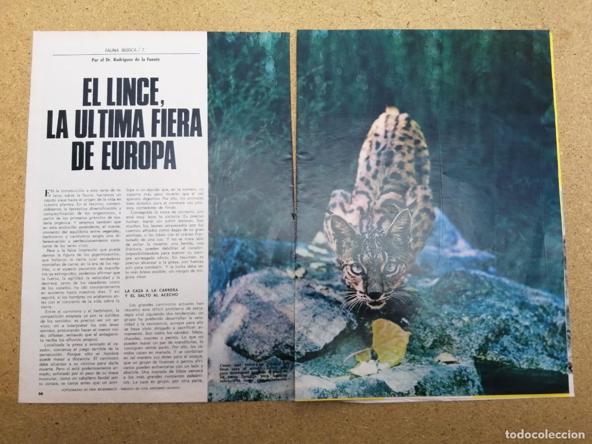 Otros art&iacute;culos de coleccionismo en papel: REPORTAJE. FELIX RODRIGUEZ DE LA FUENTE. EL LINCE, LA ULTIMA FIERA EUROPEA