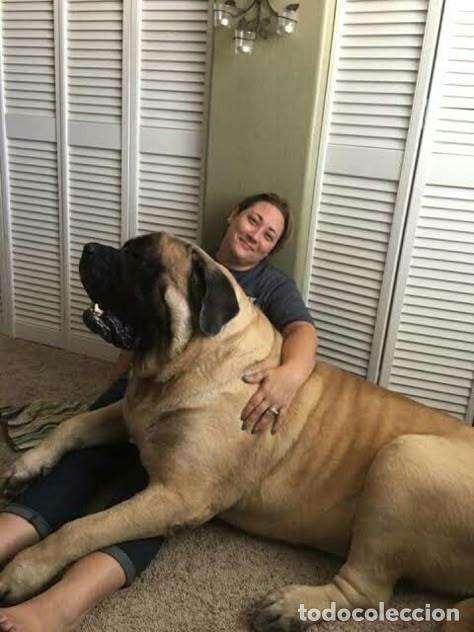 Otros art&iacute;culos de coleccionismo en papel: DOSSIER 10 PAGINAS MASTIFF / MASTIN INGL&Eacute;S - POSTER - MUY BUEN ESTADO