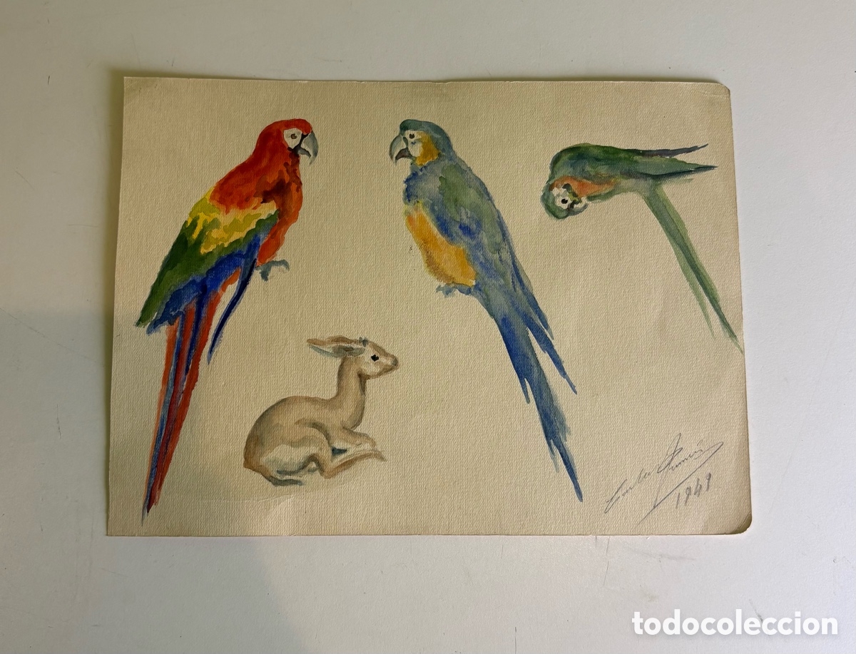 Otros art&iacute;culos de coleccionismo en papel: Carles Prun&eacute;s (1937-2017) &ndash; Estudio de guacamayos y cervatillo sobre papel, firmado y fechado 1968