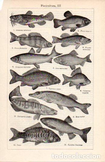 Paper Collecting Others: LAMINA ESPASA V52322: Piscicultura III