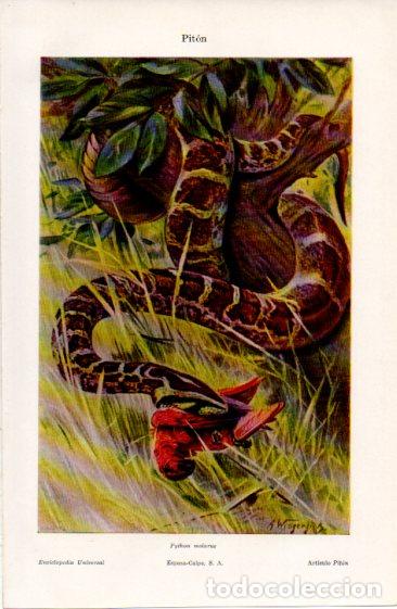 Paper Collecting Others: LAMINA ESPASA V52342: Piton