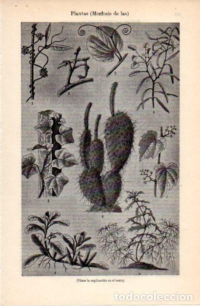 Paper Collecting Others: LAMINA ESPASA V52354: Morfosis de las plantas