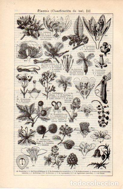 Collectionnisme Papier divers: LAMINA ESPASA V52357: Clasificacion de las Plantas III