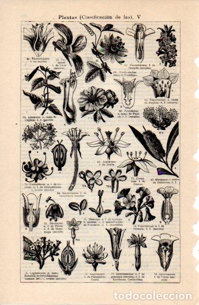 Collectionnisme Papier divers: LAMINA ESPASA V52359: Clasificacion de las Plantas V