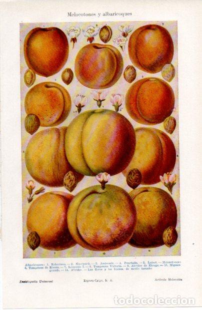 Altri oggetti di carta: LAMINA ESPASA V52524: Melocotones y albaricoques